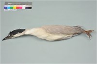 藏品(夜鷺)的圖片